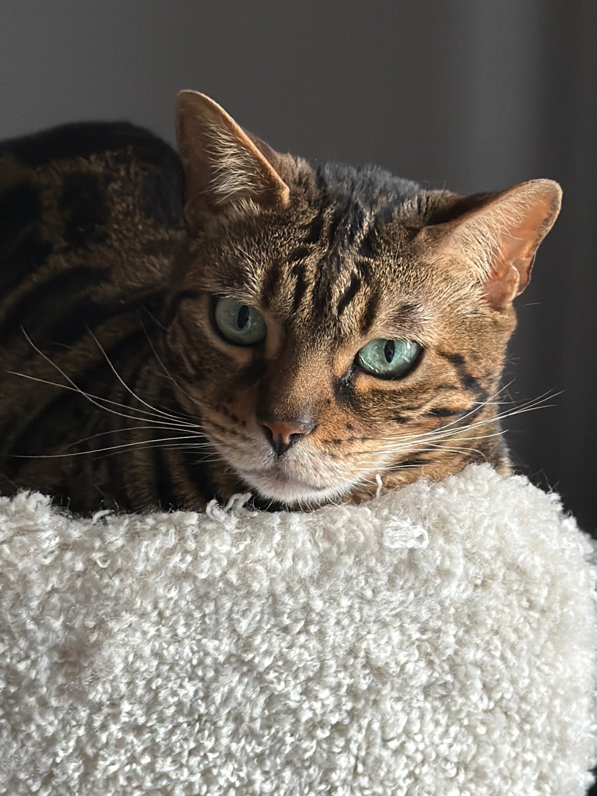 Pets photographed in indoor settings across Moscow