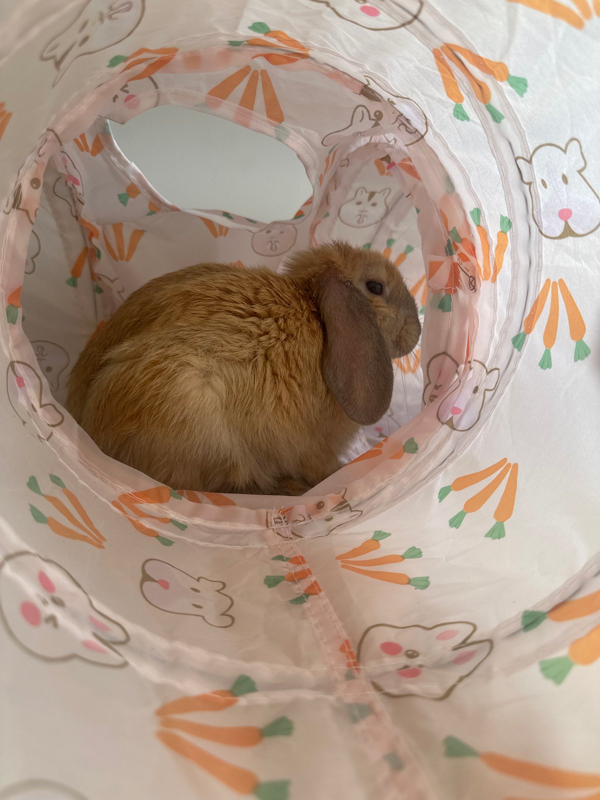 Pet rabbit plays in decorative tunnel in Varna