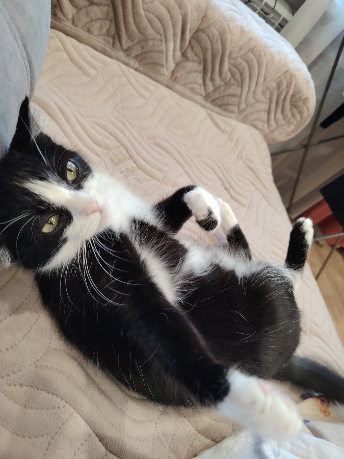Tuxedo cat relaxes on quilted couch in multiple poses