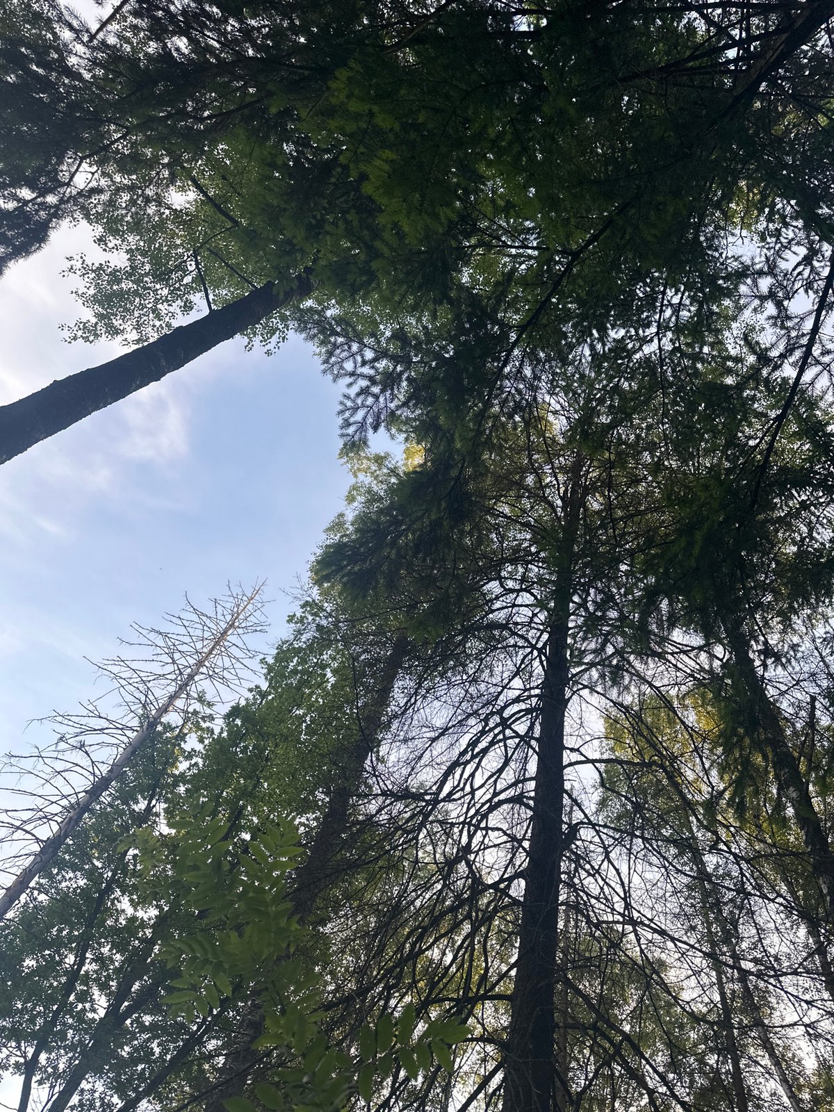 Afternoon walk through Fryazino woods captures cyclist on trail