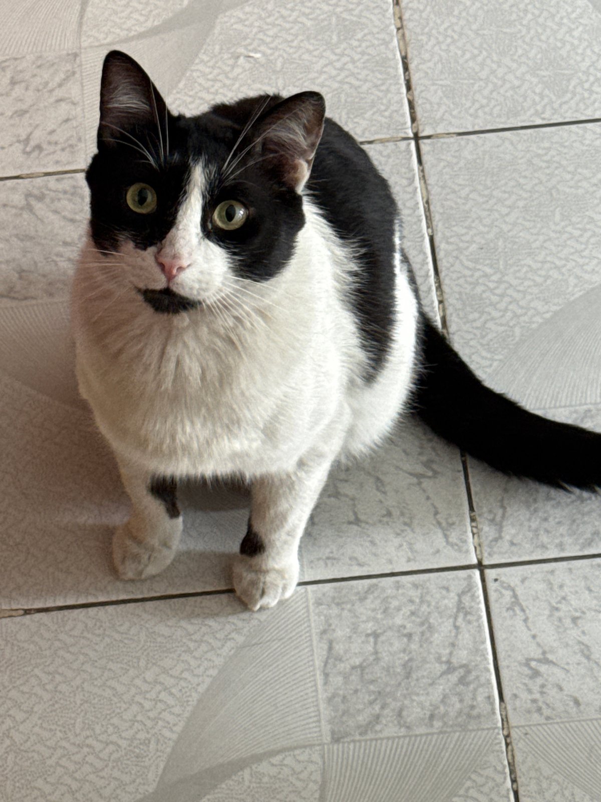 Domestic moments with cats and selfie captured in Puebla