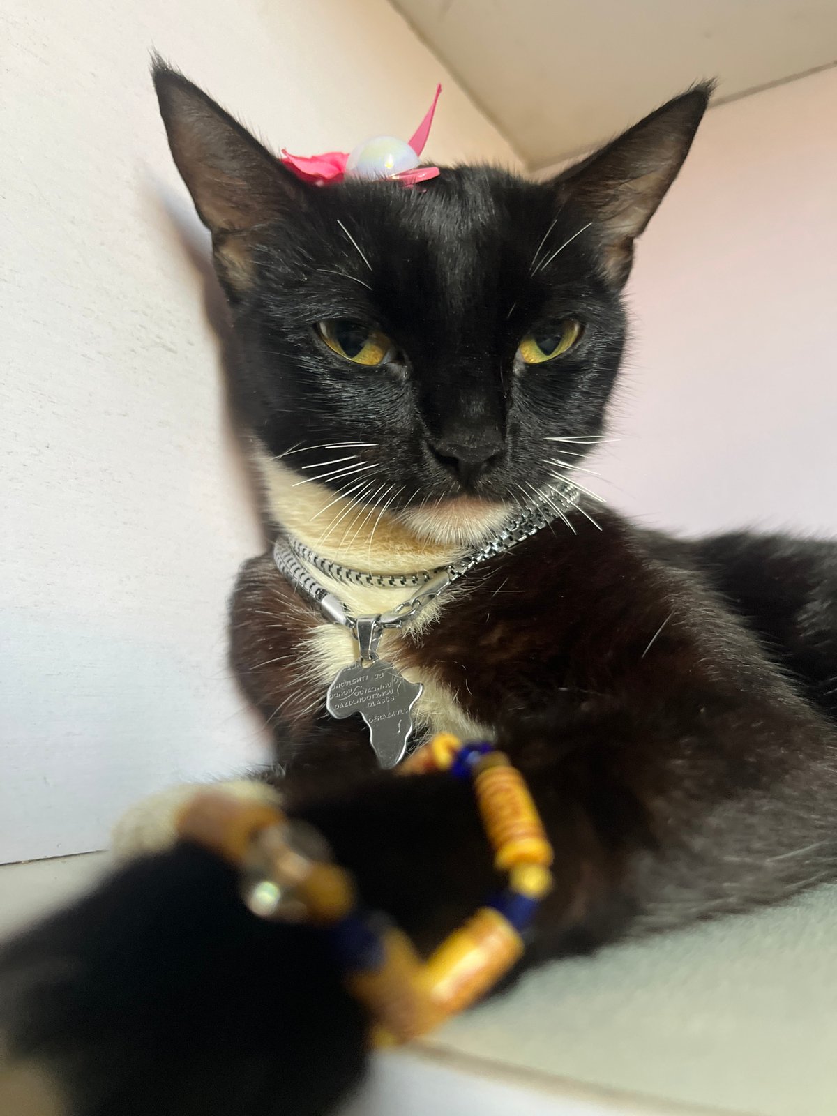 Collared tuxedo cat photographed repeatedly in Nkpor Nigeria