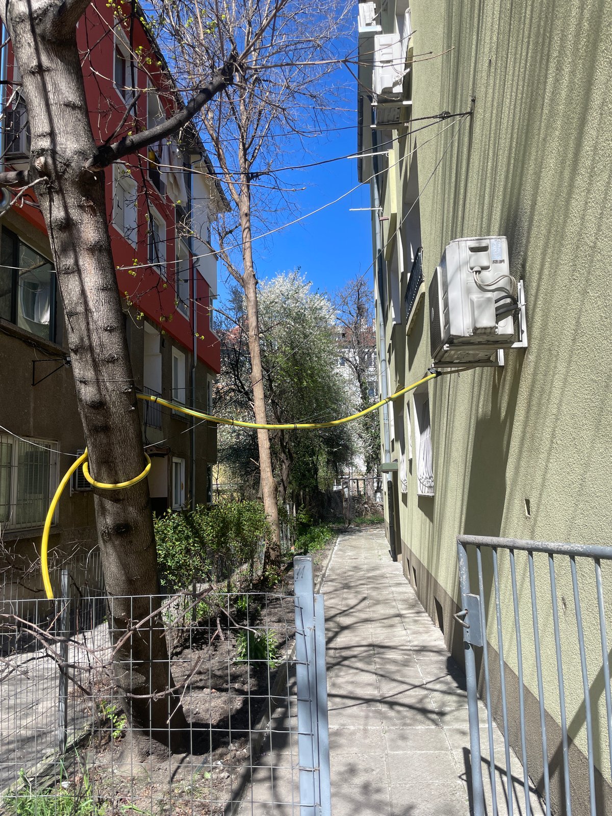 Yellow AC hose loops around tree in Sofia
