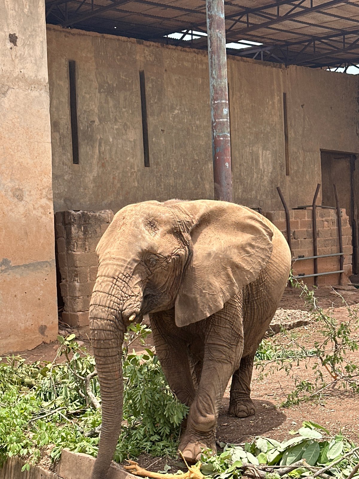 African elephant feeds in Jos wildlife enclosure