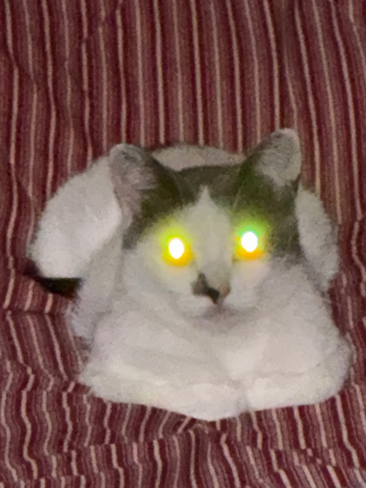 White cat with green eyes resting on a striped blanket