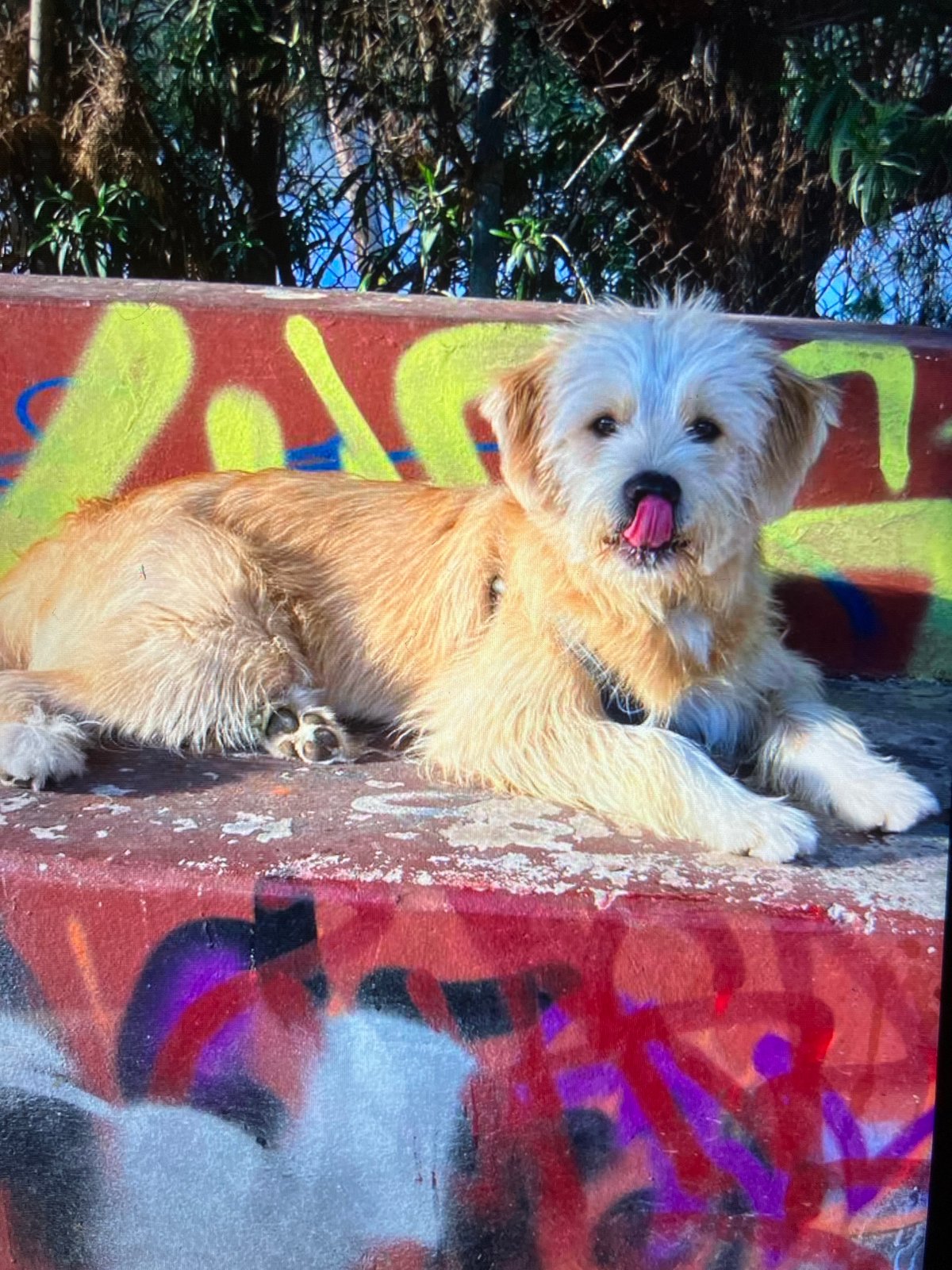 Dog spotted resting at two locations during afternoon