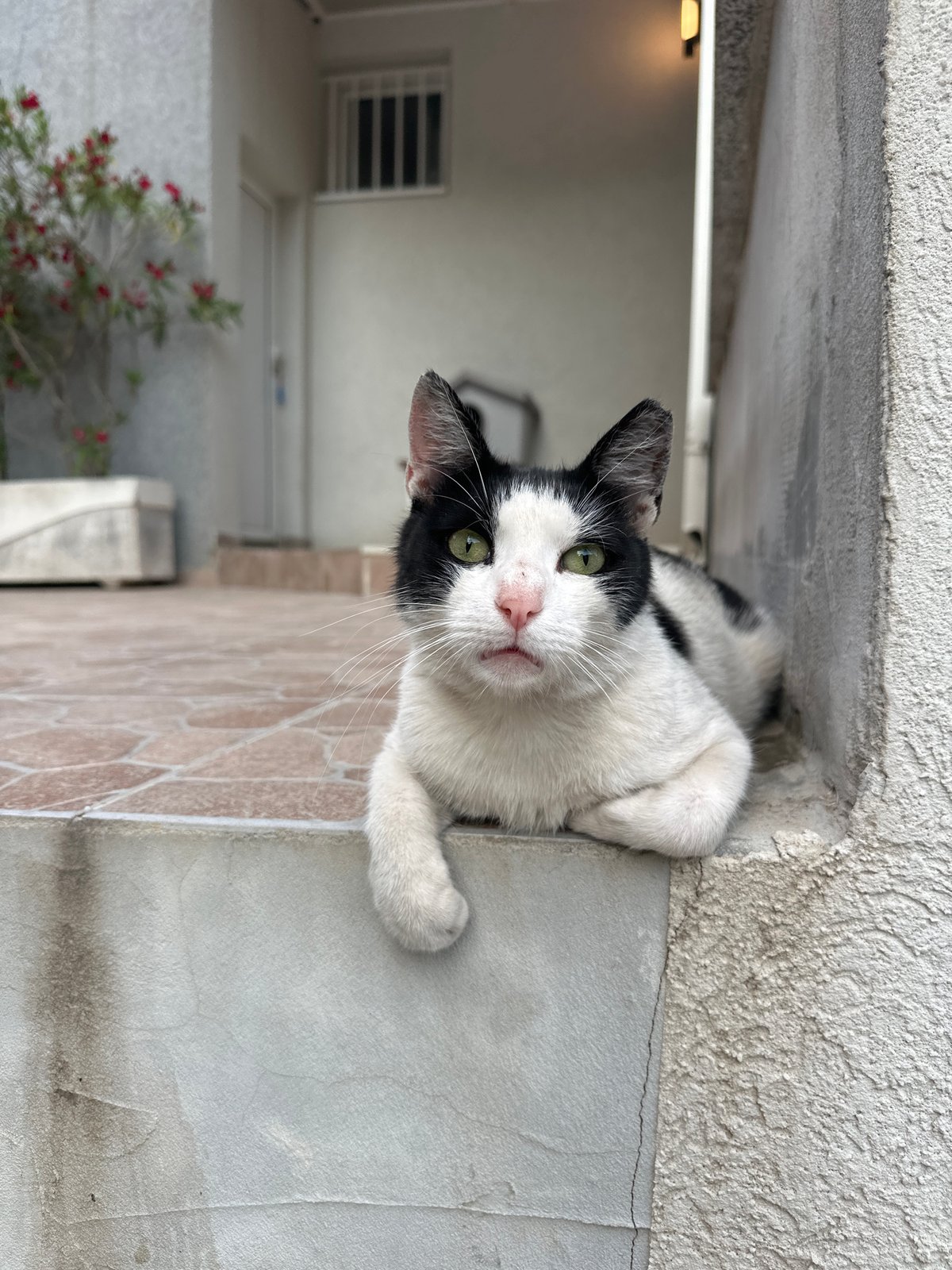 Cats, clouds, and quiet streets at dusk in Budva