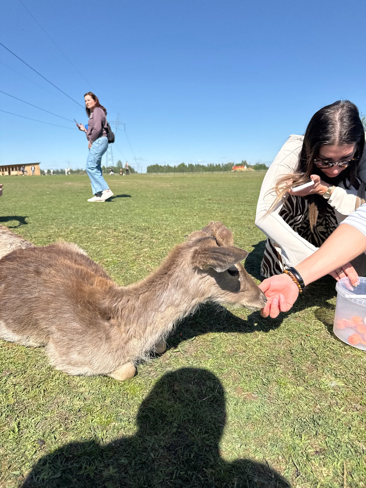 Visitors feed deer, Highland cattle at unknown farm location