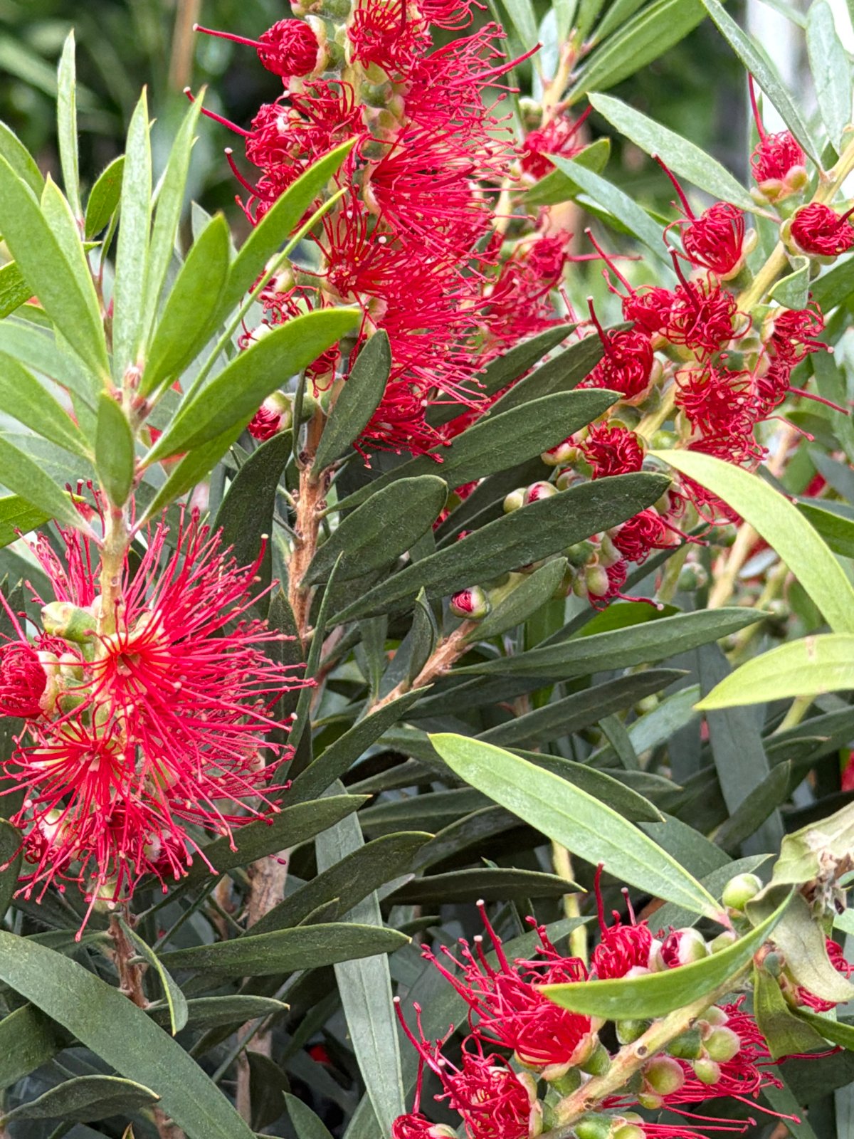 Spring blooms documented in Junglinster gardens