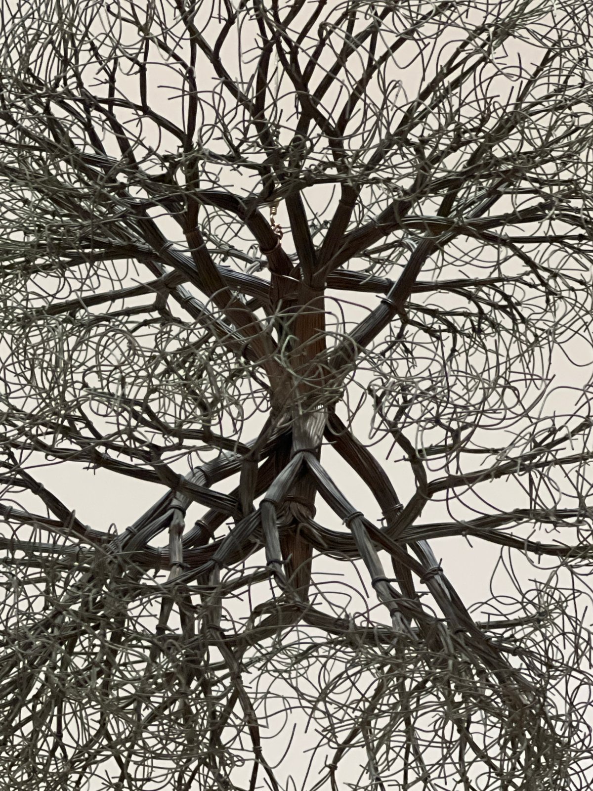 Wire tree sculptures fill a Bilbao gallery with intricate organic forms.
