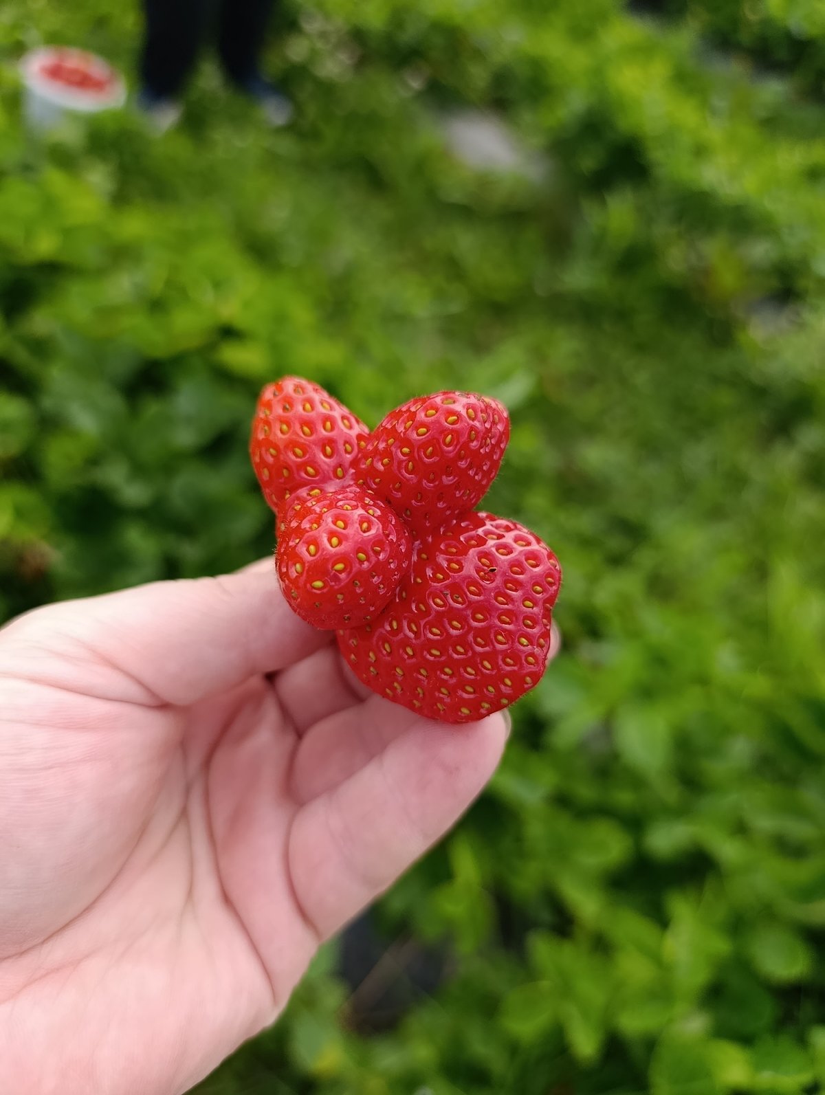 Strawberry picking in Foteni, Russia — ripe, oddly shaped berries