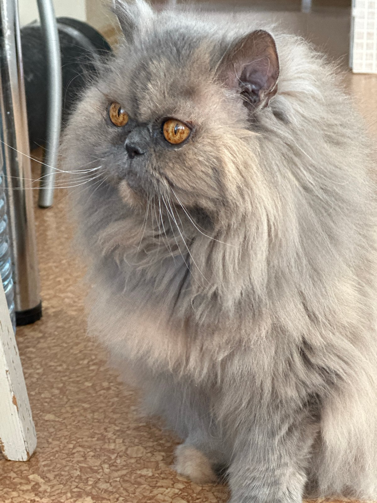 Lazy summer morning: cats, coffee, and outdoor wandering in Chaikovsky