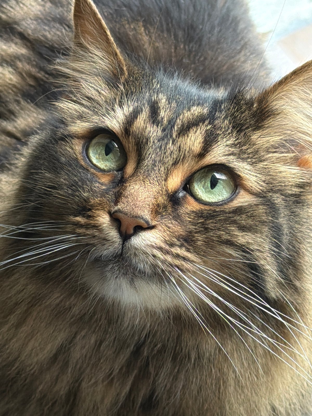 Tabby cat portrait session with green eyes and fluffy fur