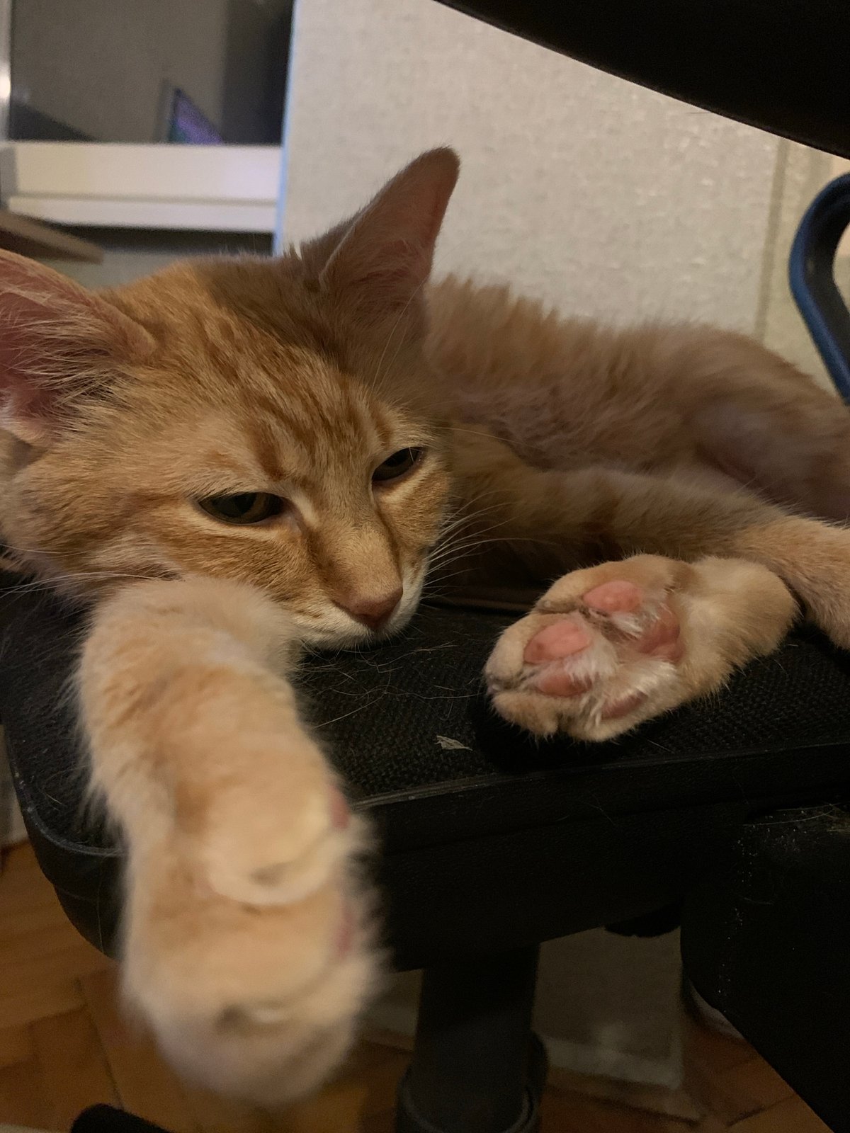 Orange tabby naps on office chair in Stara Zagora