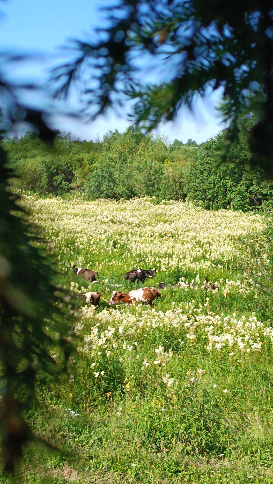 Cattle graze a flower-filled field in rural Karsha, Russia