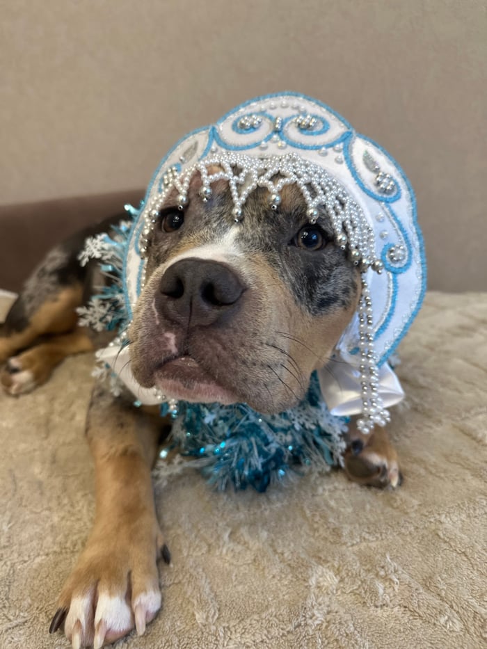Pet owner documents winter day with merle bully dog