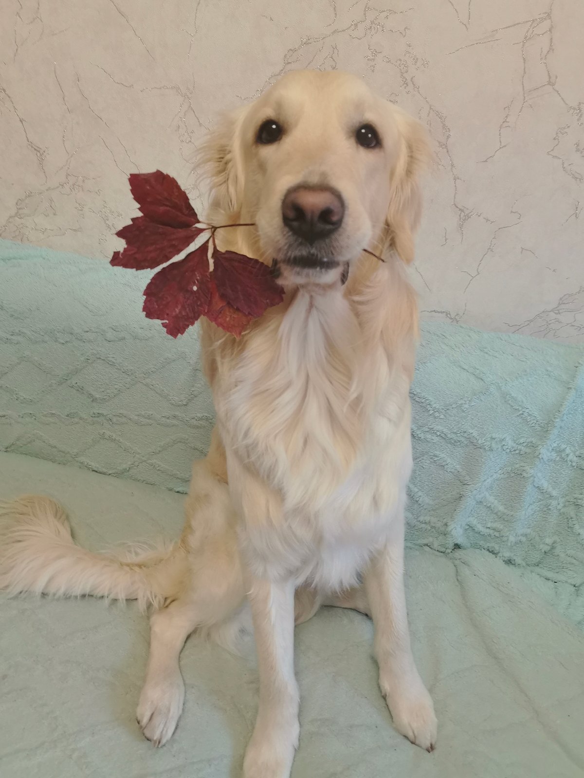 Golden retriever at home, doing golden retriever things