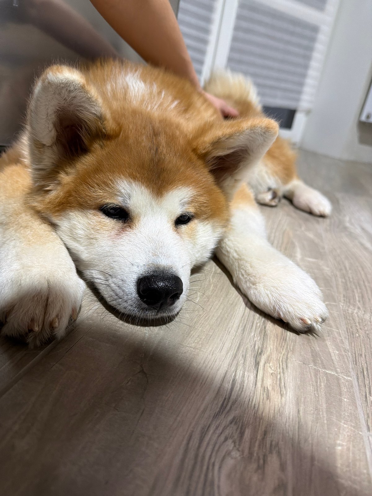 Akita puppy plays with owner on wooden floor