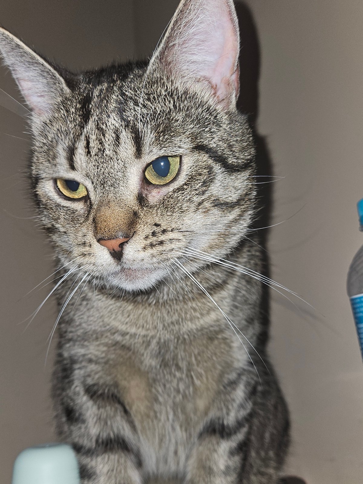 Tabby cats stare down the camera in Koszalin