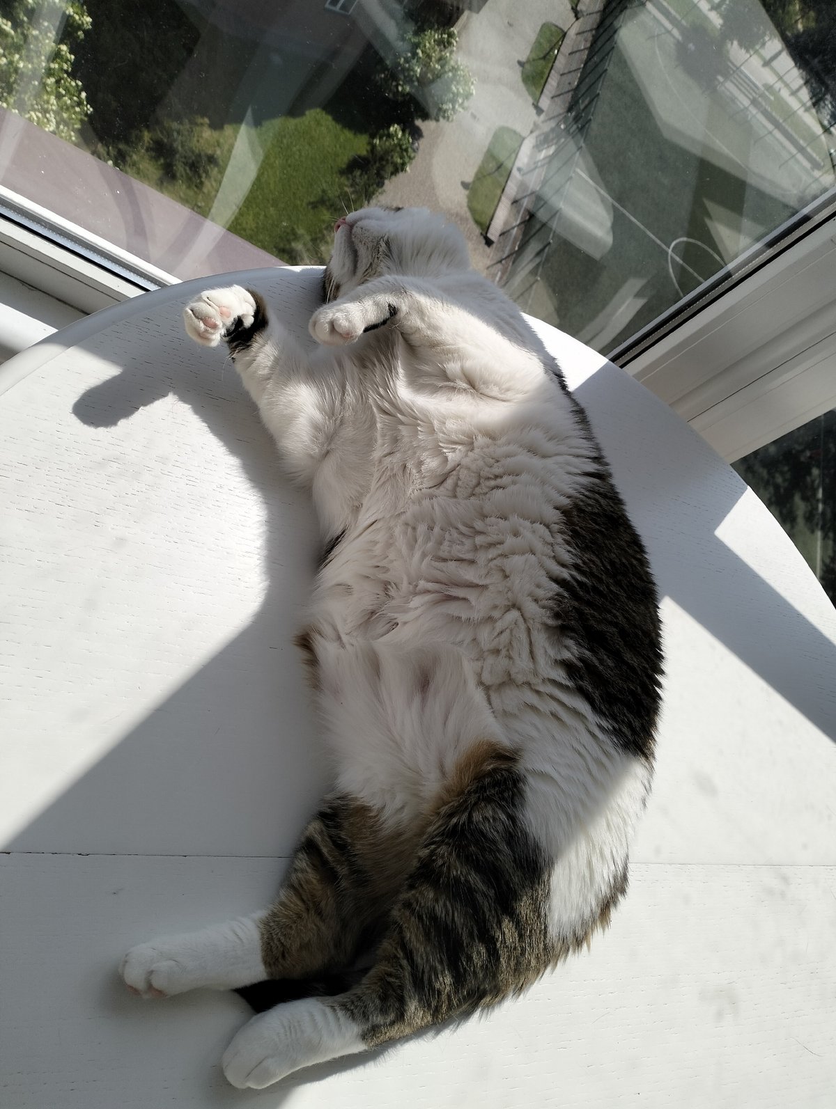 Woman takes selfies while cat lounges in Krykhivtsi home