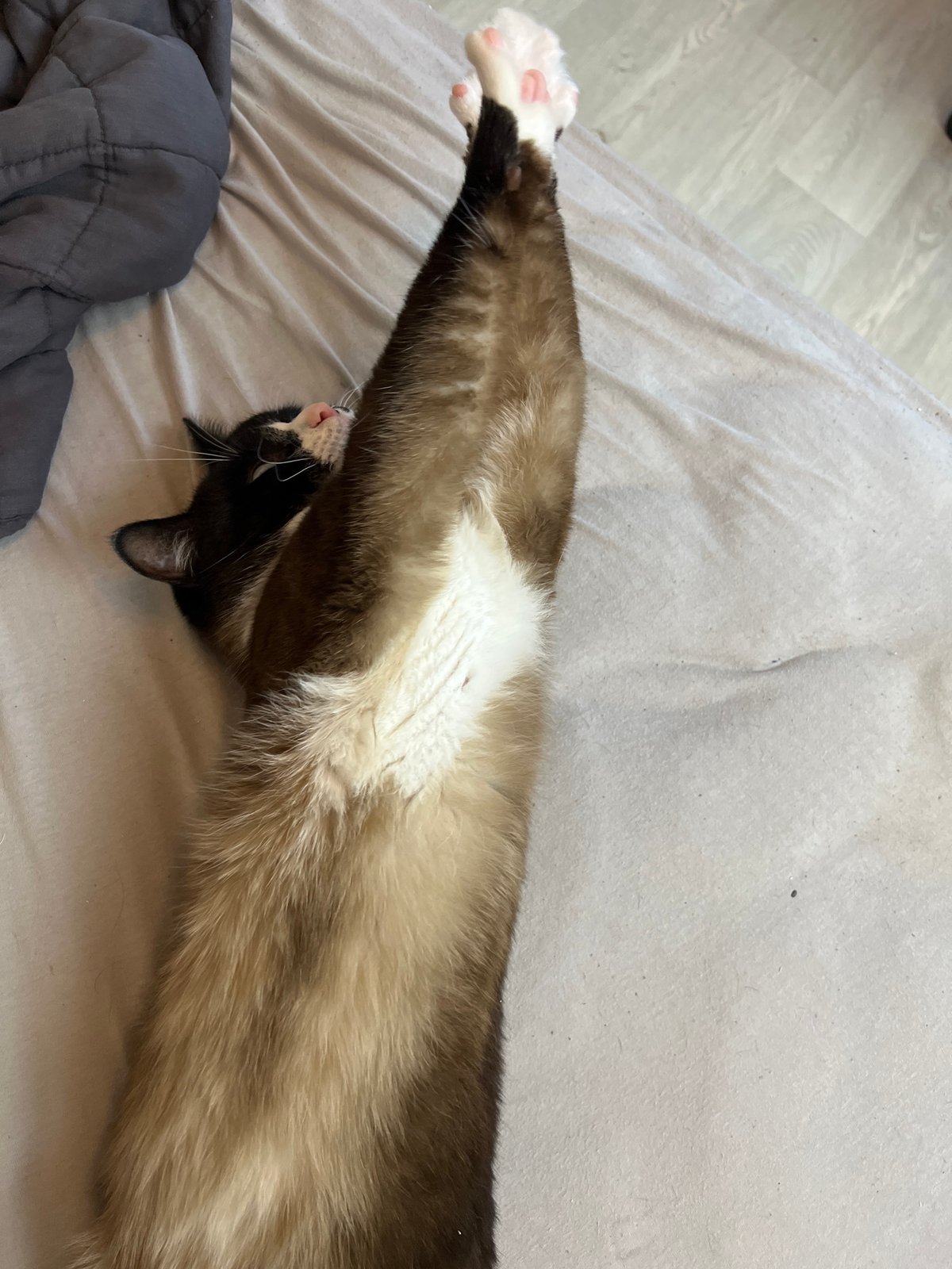Lazy afternoon at home: cats, selfies, and quiet moments