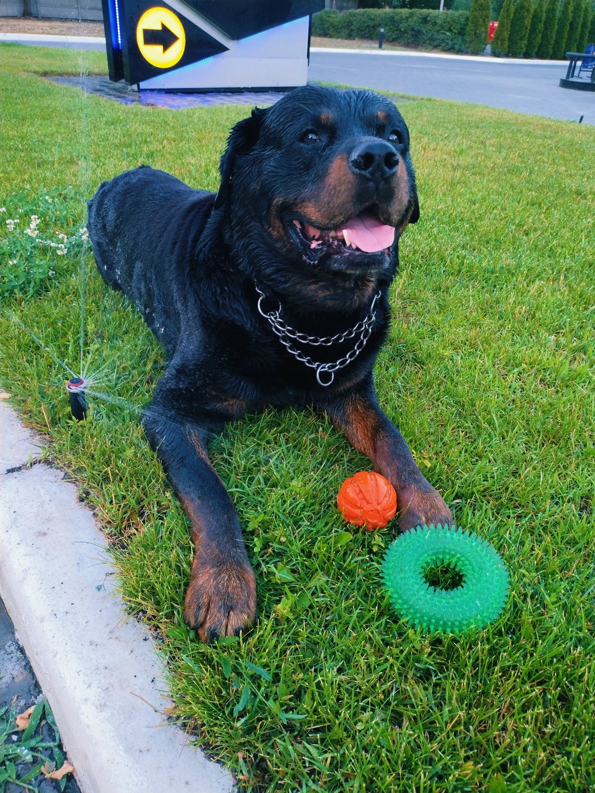 Lazy summer afternoon with a Rottweiler and street scenes in Horishni Plavni