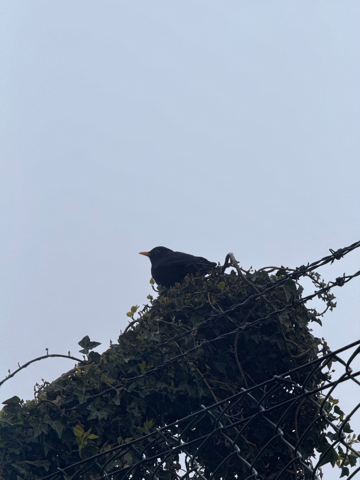 Witness documents foggy hillside with survey markers and wildlife