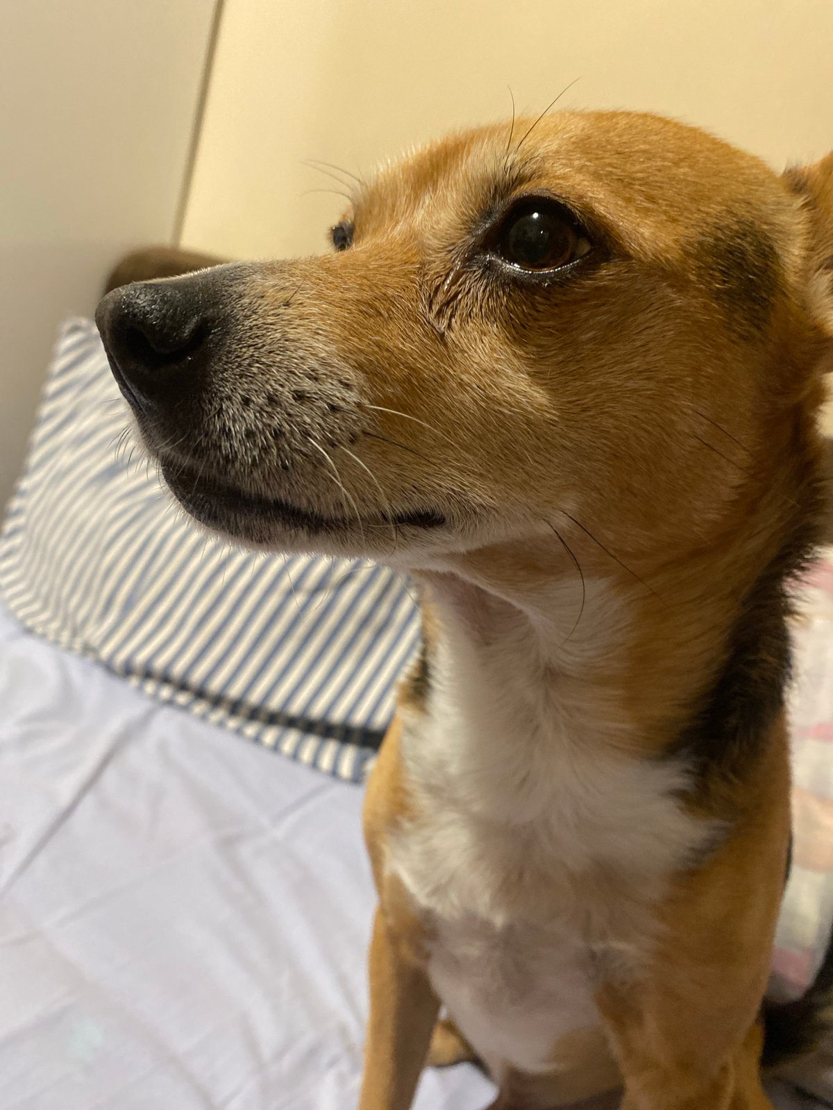 Evening pet photography session captured in Blagoevgrad home