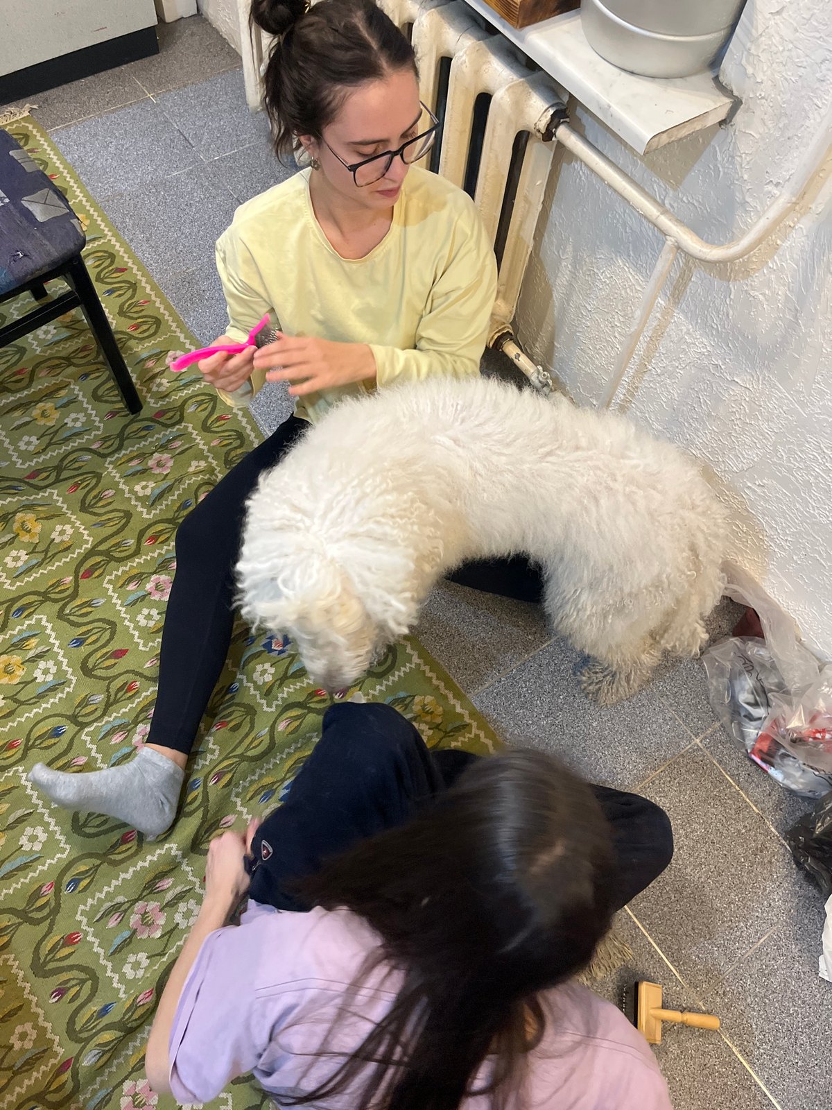 Two women groom white dog on table