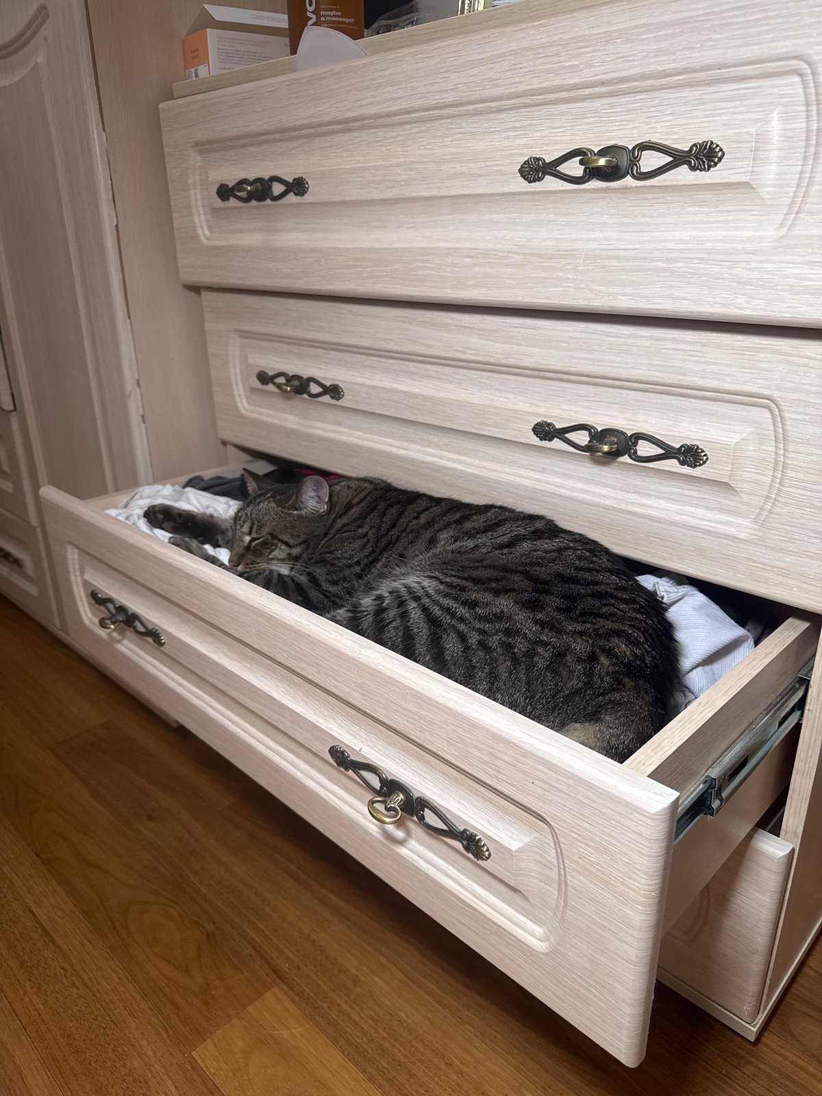 Cat found sleeping in open drawer in Chaikovsky