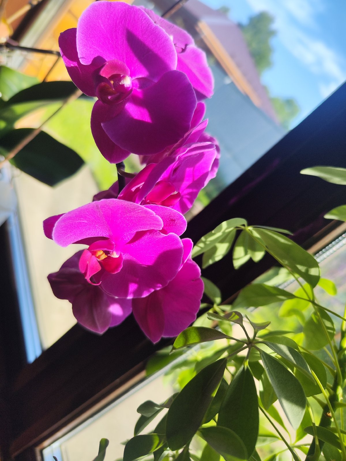 Houseplants captured in sunlight from indoor perspective in Chaikovsky
