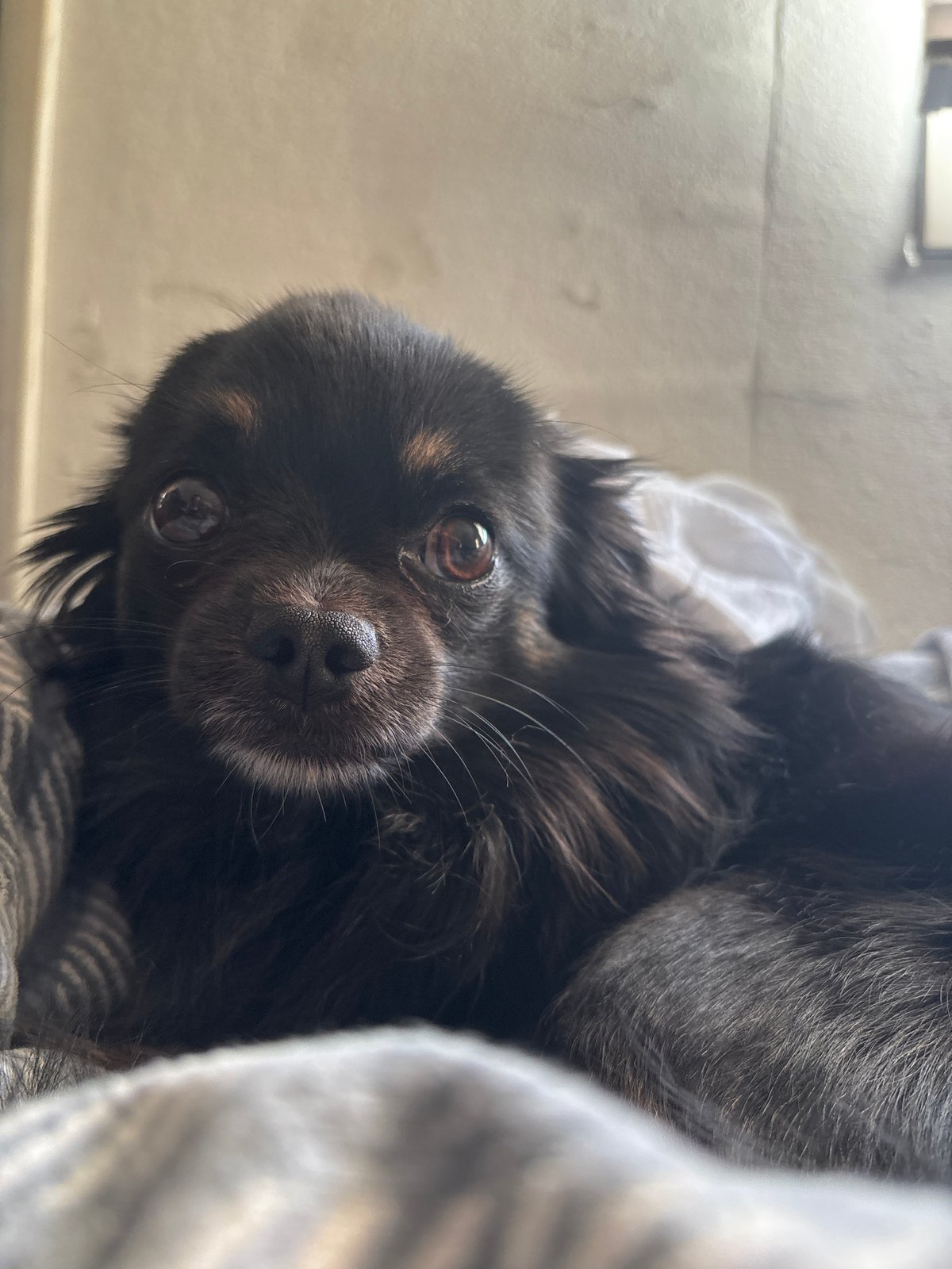 Small black dog rests on bedding in UK home