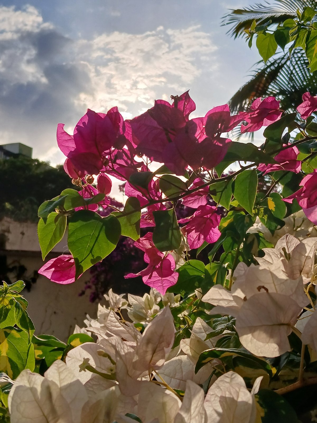 Evening garden photography session captures cats and flowers in Ciudad Guayana