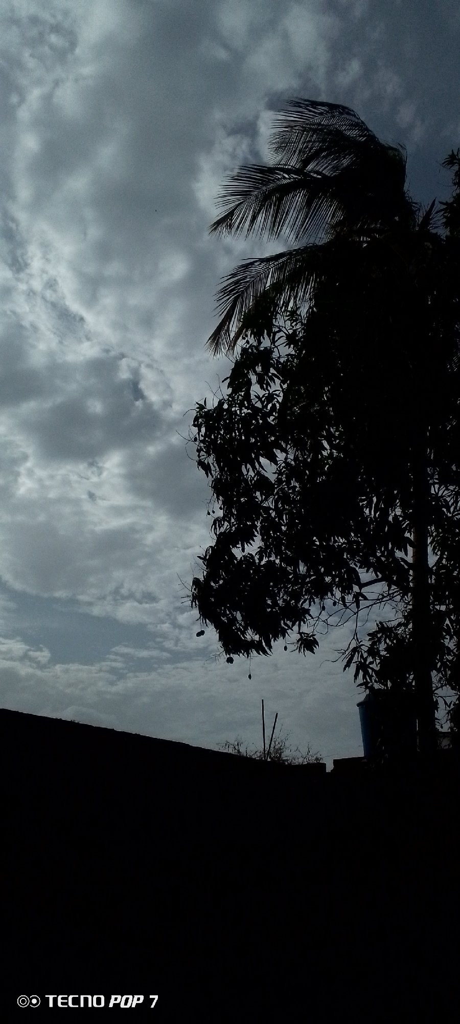 Cloudy evening skies documented through trees in Altagracia, Venezuela