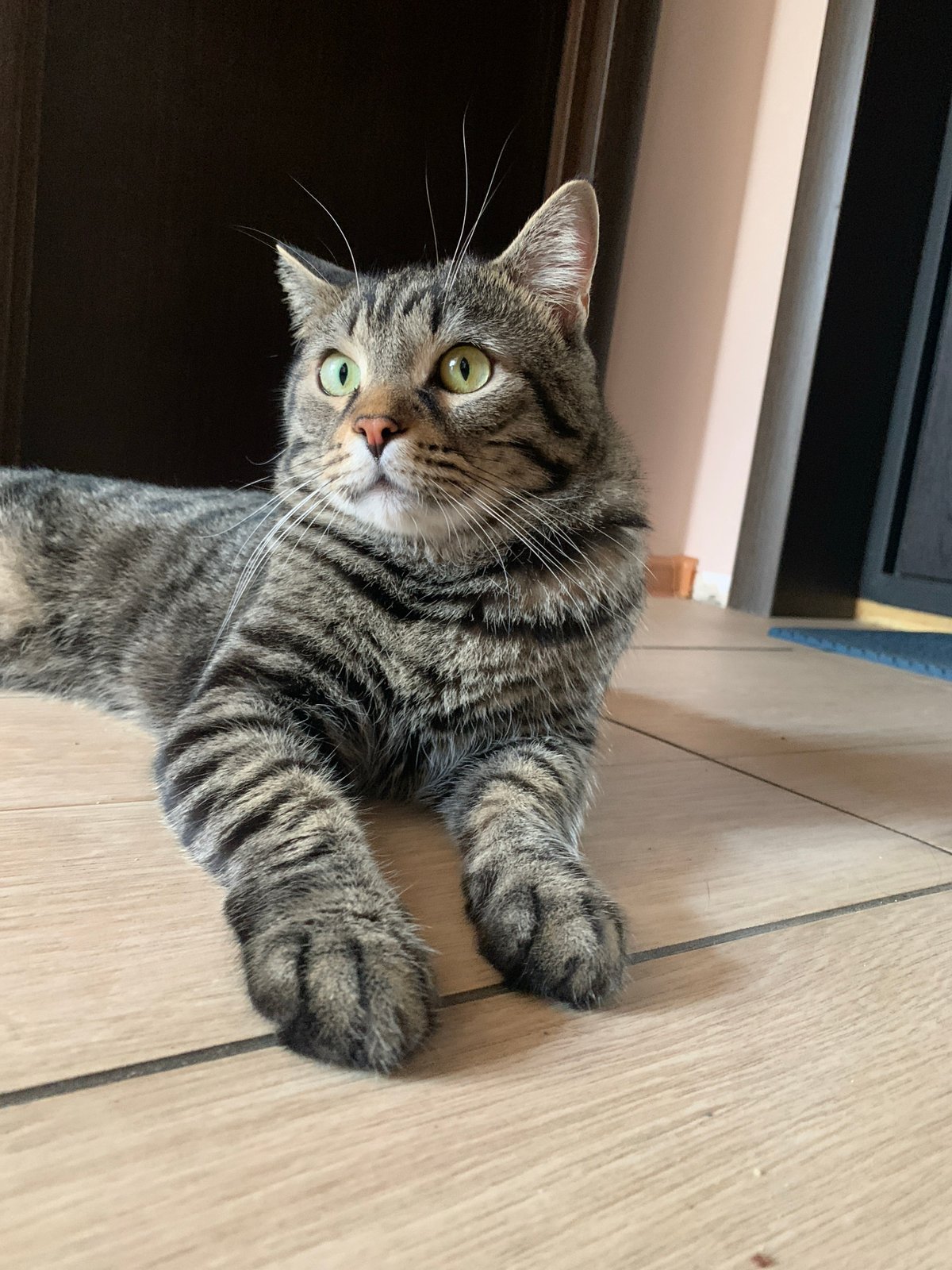 Tabby cat roams the house, doing tabby cat things