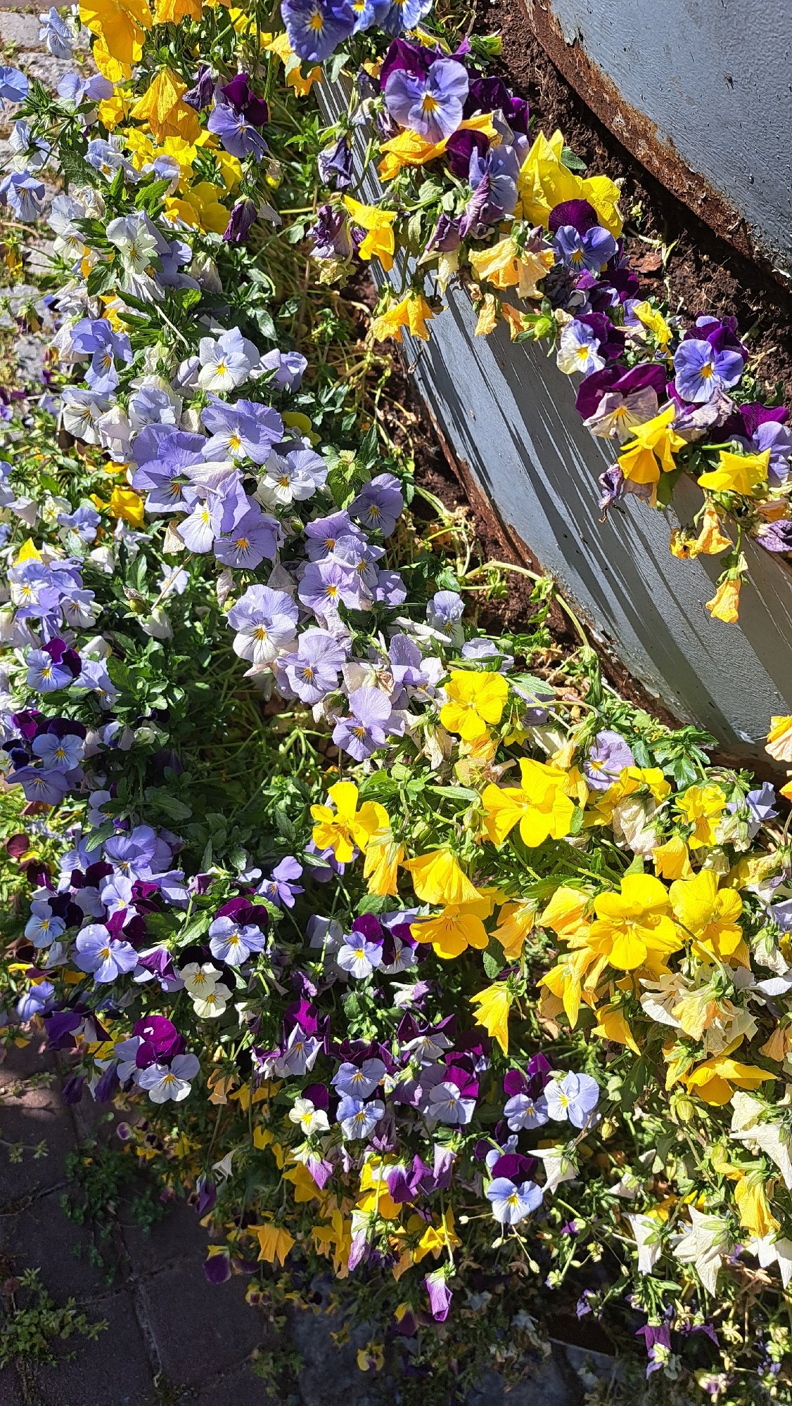 Spring flowers bloom in Sevlievo garden display