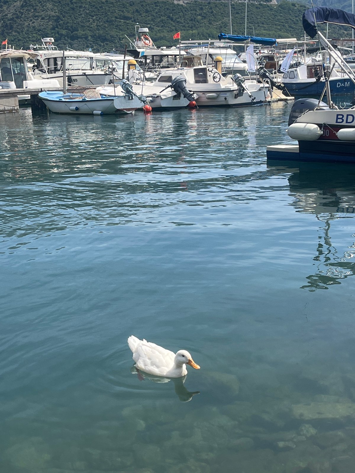 Harbor scenes with duck, boats, and strawberry snack captured