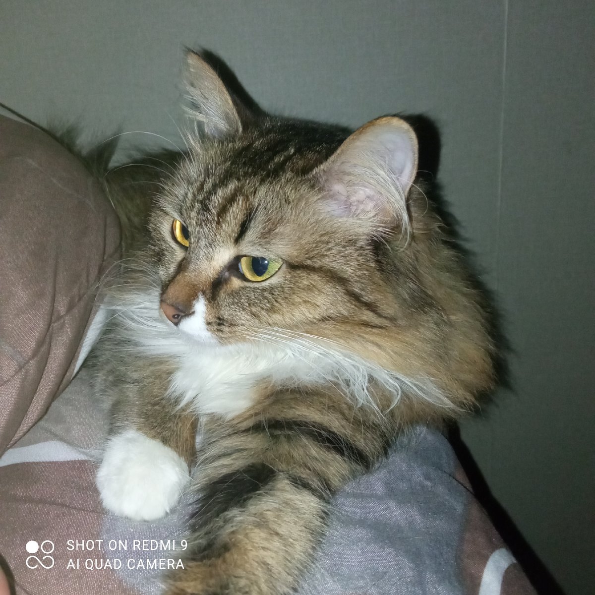 Fluffy cat with yellow eyes photographed resting in Chaikovsky
