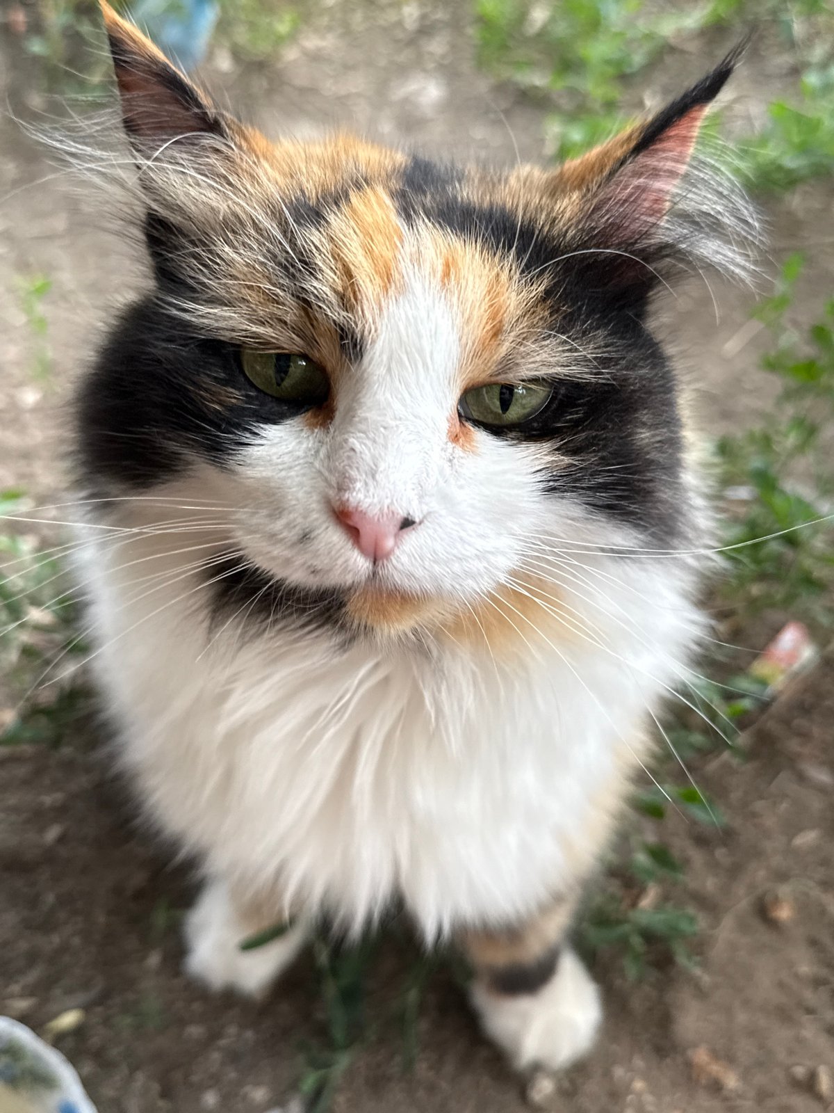 Calico cat stares into camera, close-up, green eyes wide