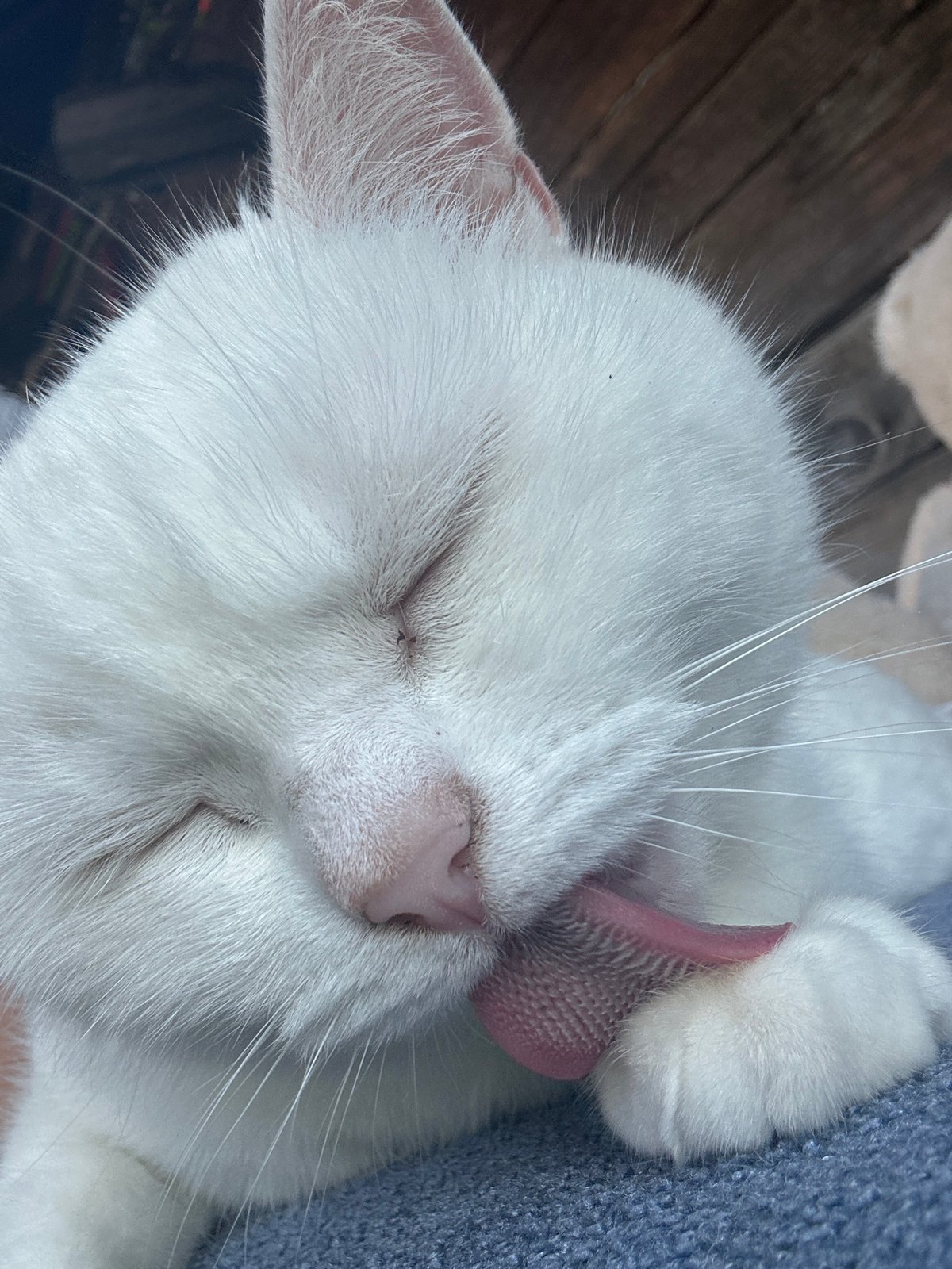 White cat at home in Chaikovsky, caught mid-groom and camera-ready