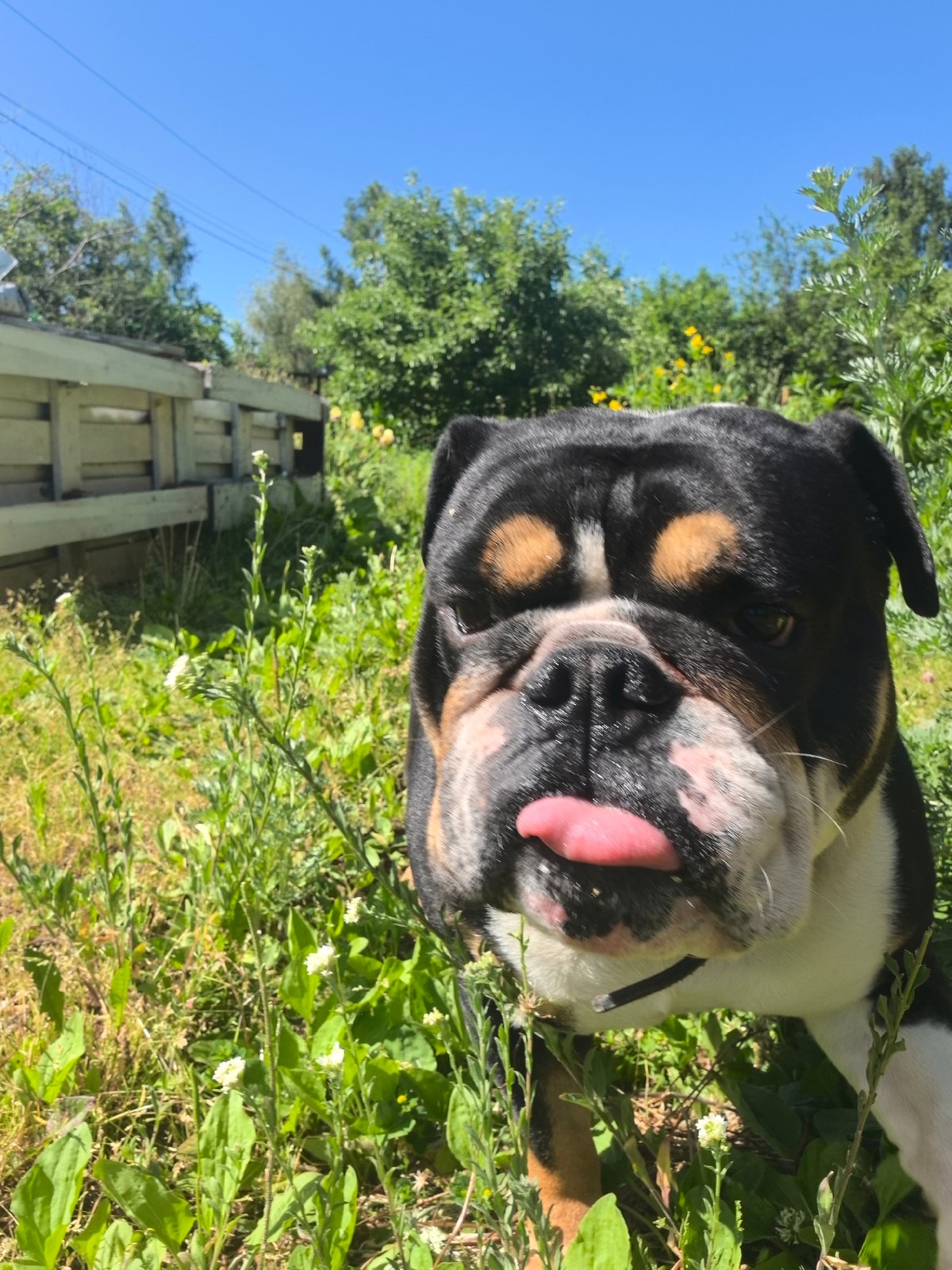 Bulldogs photographed in outdoor settings around Noviy, Russia morning
