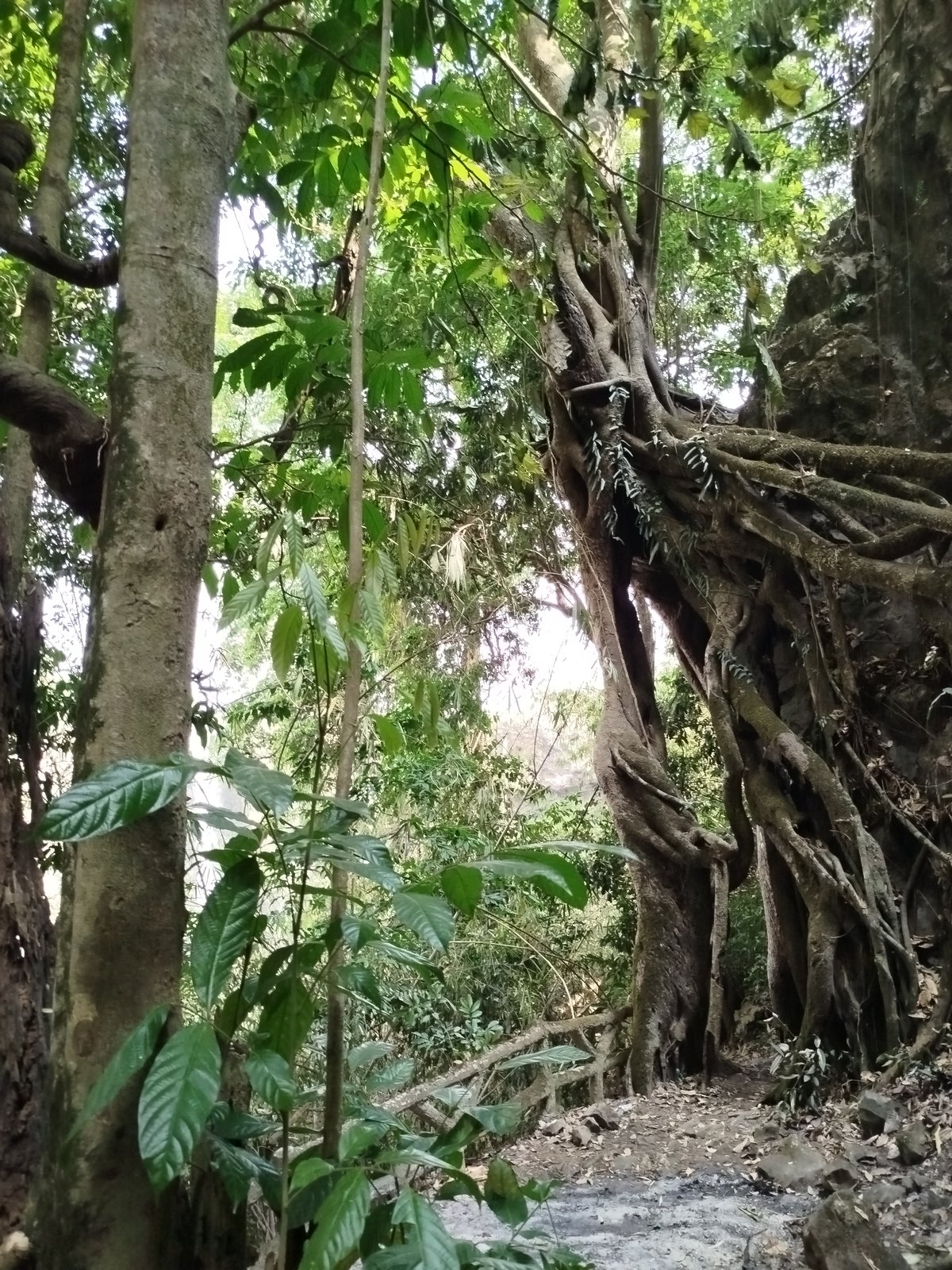 Hiker documents scenic tour through Đà Giang's forests and ancient sites