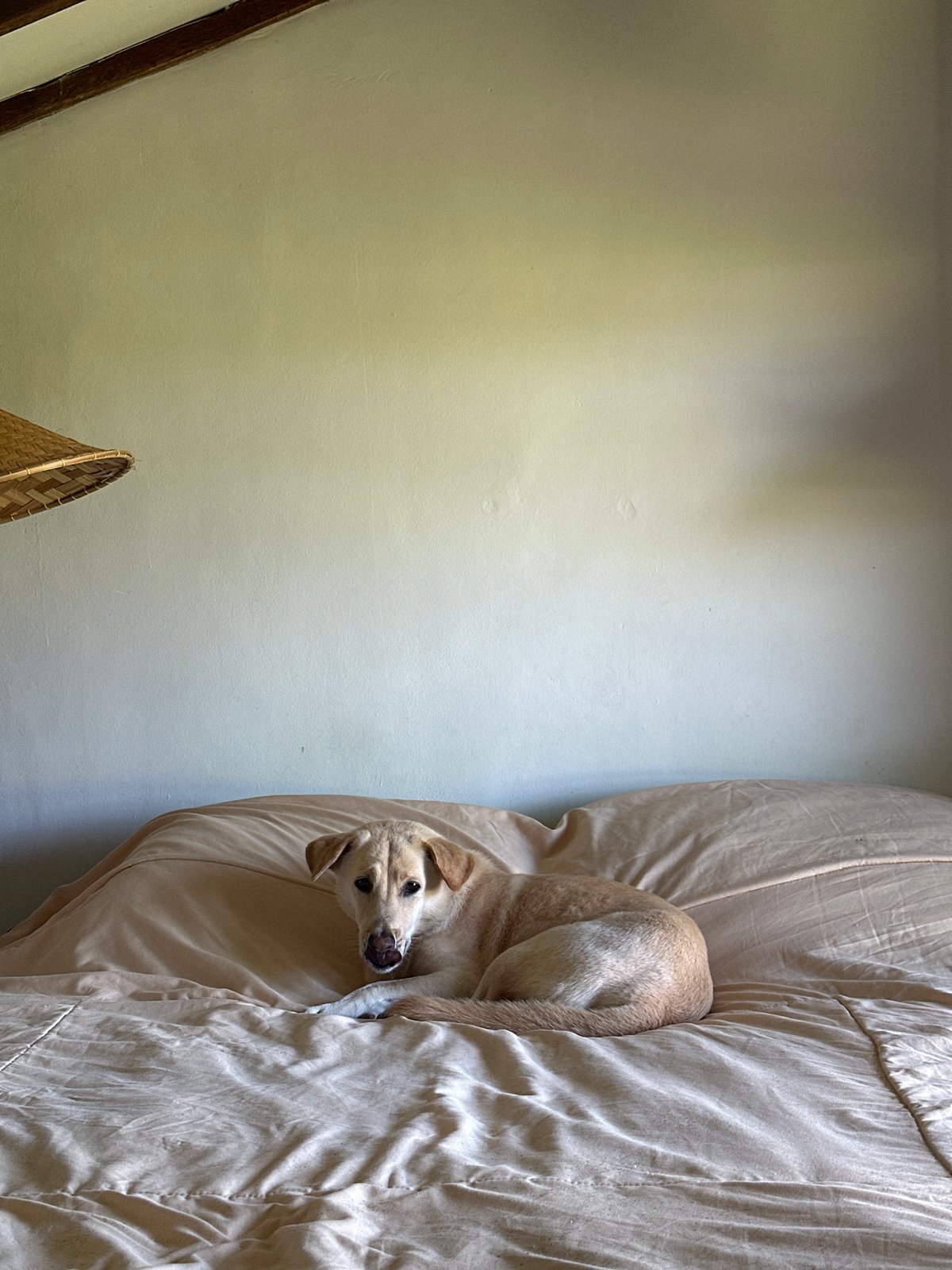 Dog lounging on a rumpled bed in North Kuta
