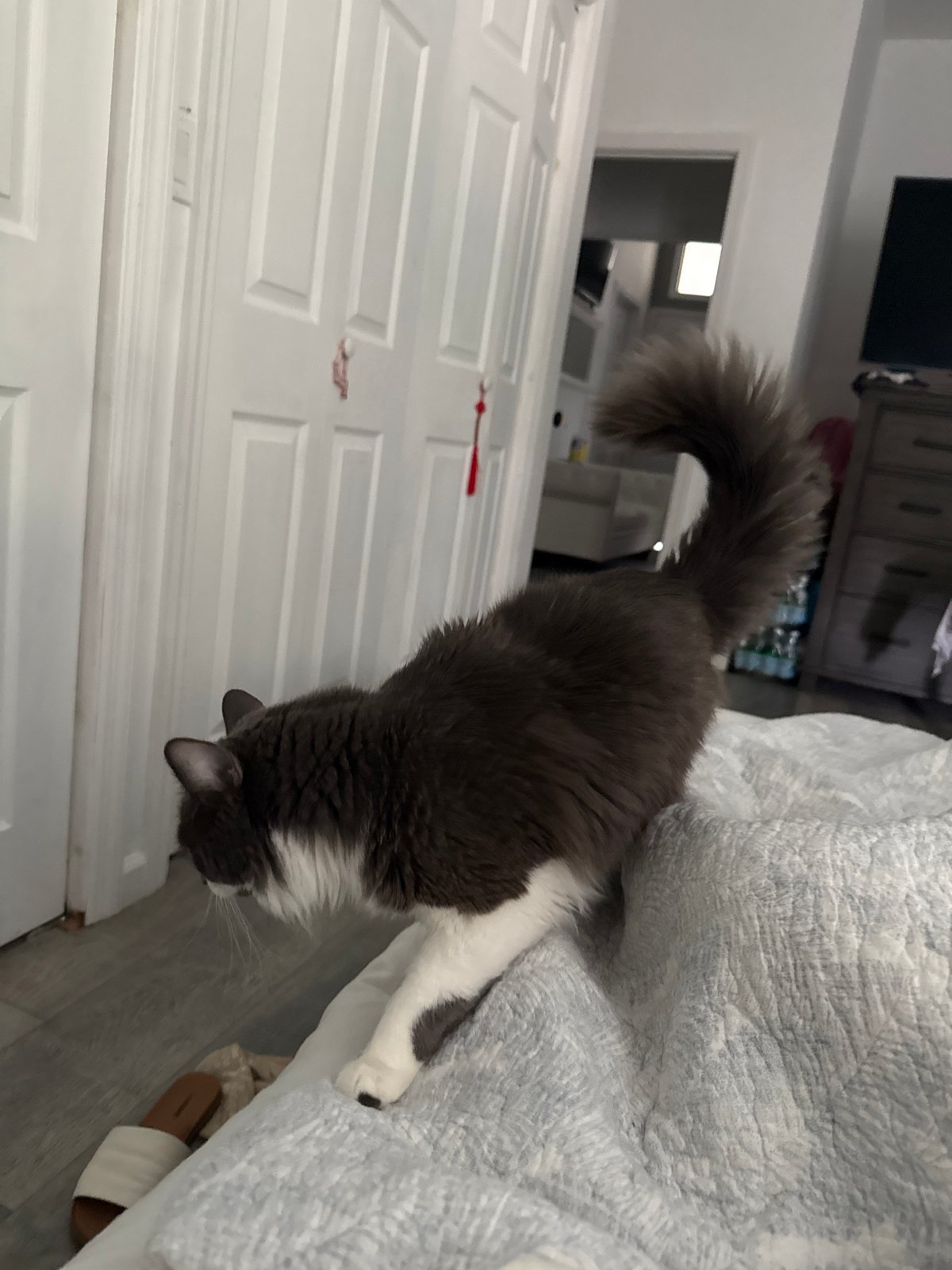 Fluffy cat does fluffy cat things around a Bellmore home