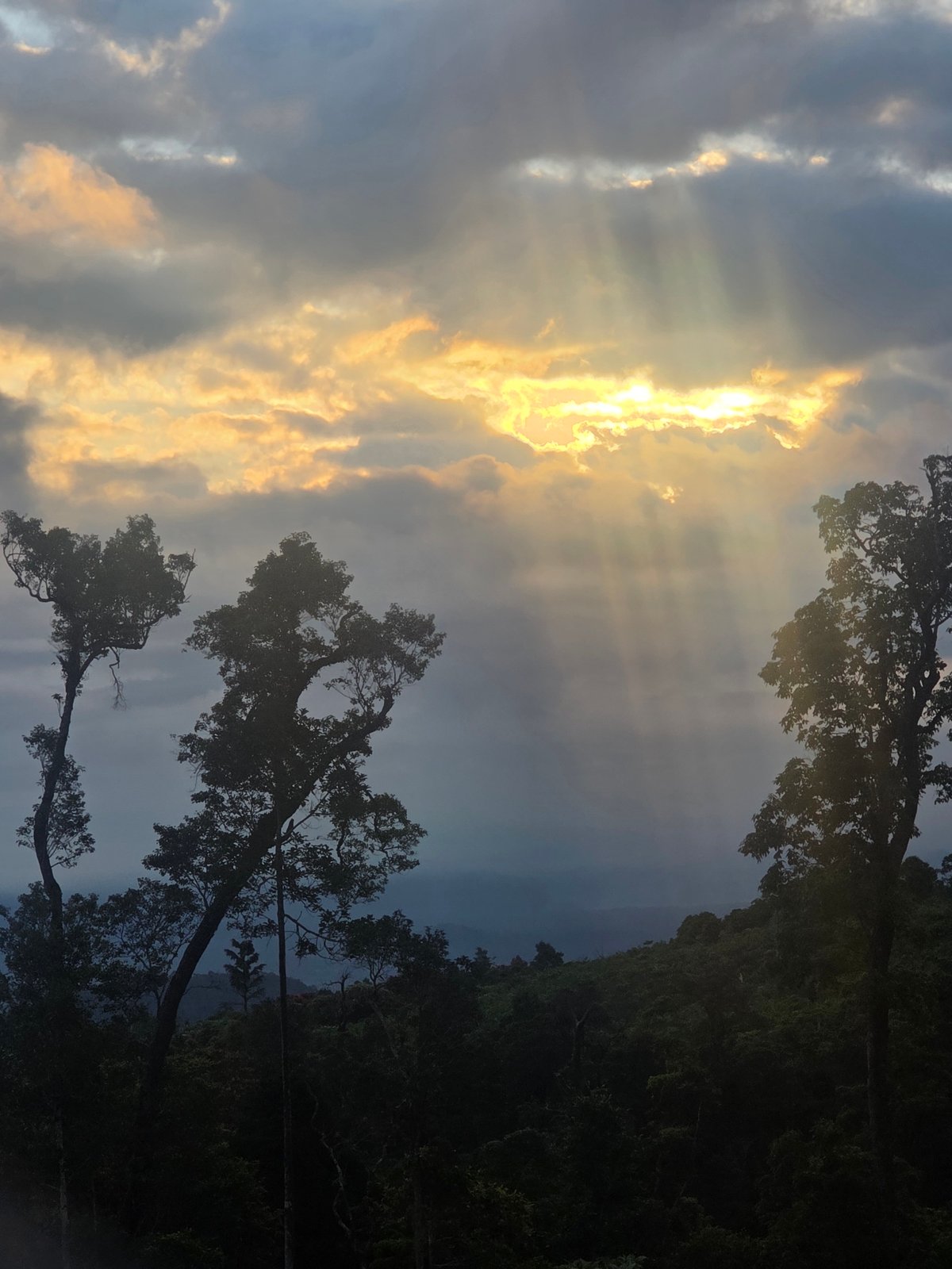 Flowers, bees, and stormy skies across an Indonesian hillside