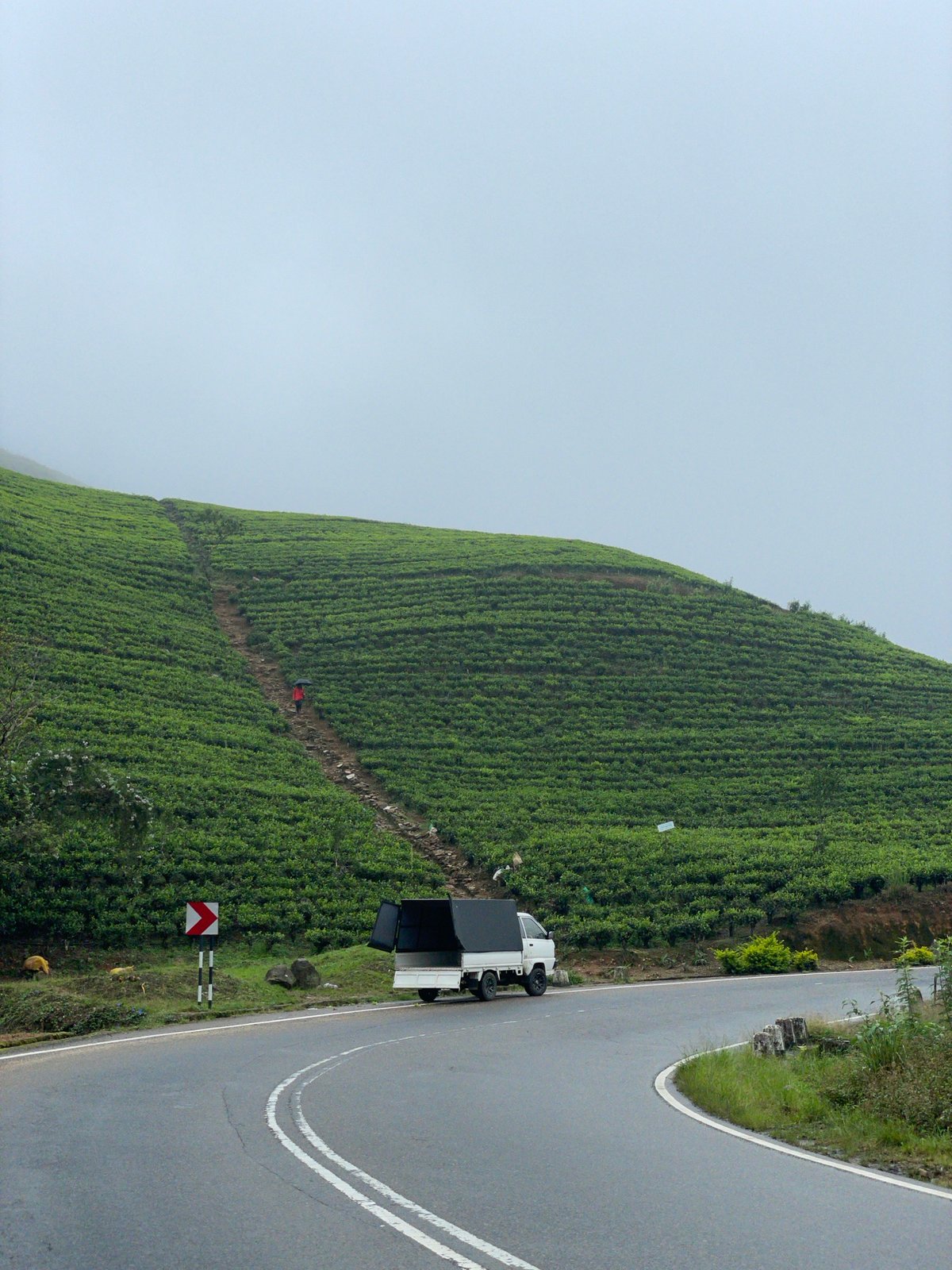 Person walks through tea plantation in Toppass, Sri Lanka