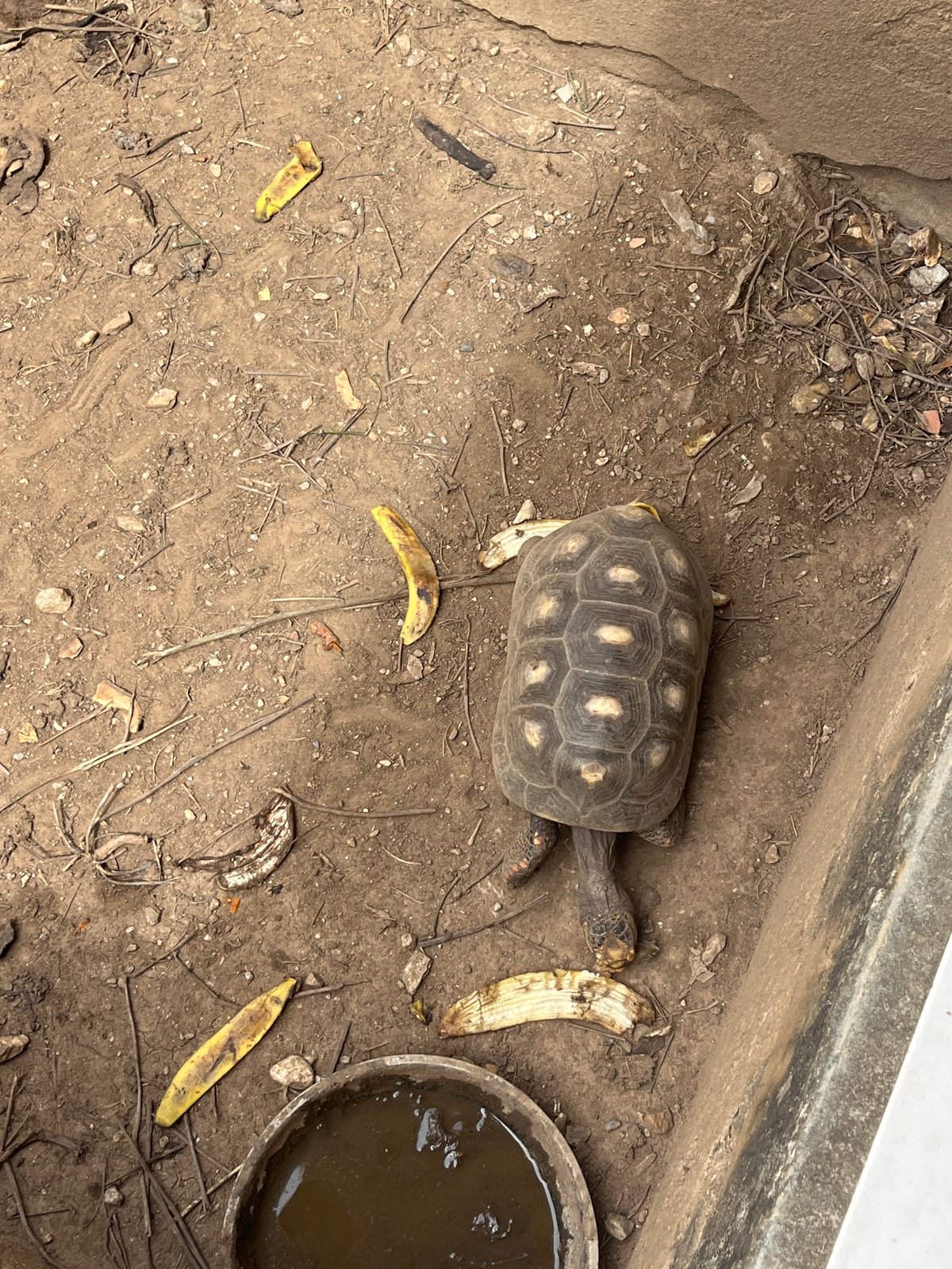 Pets, produce, and everyday life in Juan Griego
