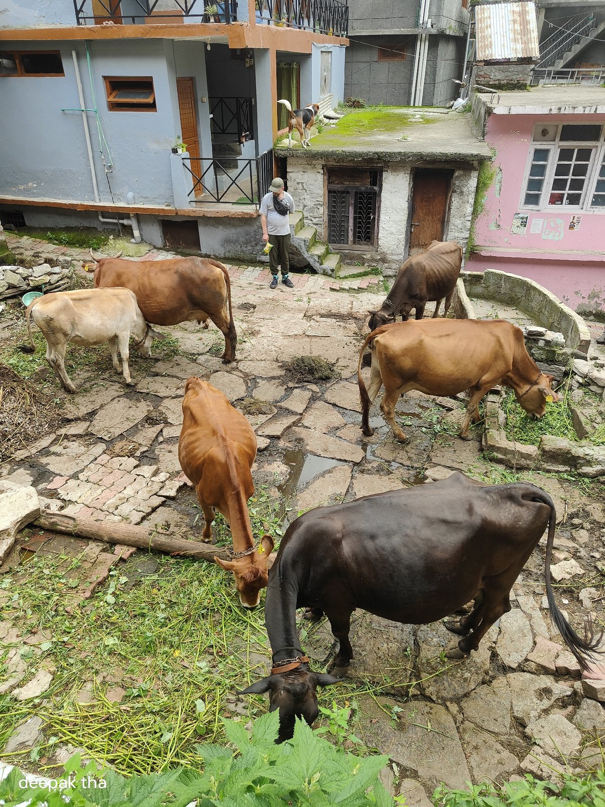 Everyday life moving through Vashisht on a summer morning