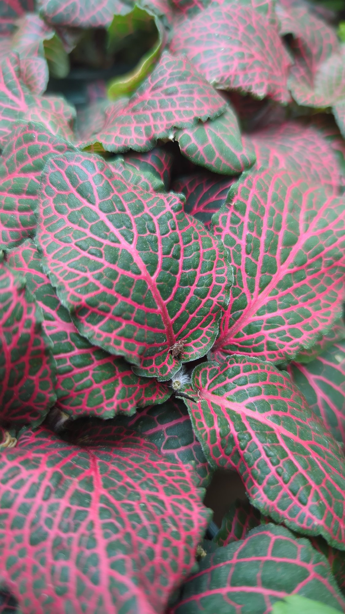 Close-up houseplant photography across 17 species in Laval