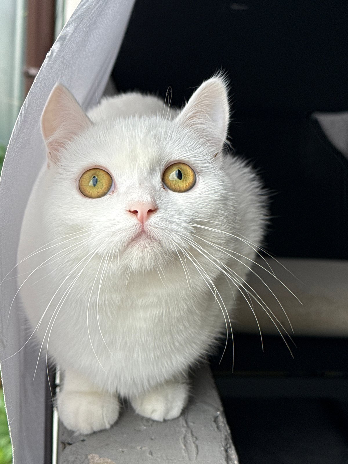 White cat on a gray ledge, gazing upward